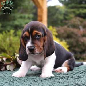 Molly, Basset Hound Puppy